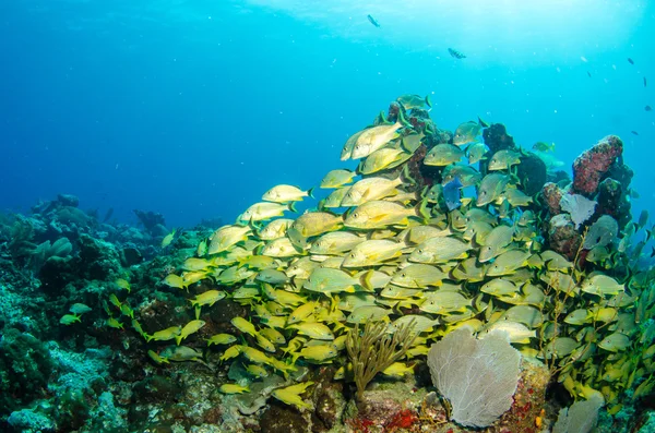 Grognements et vivaneaux mer des Caraïbes — Photo