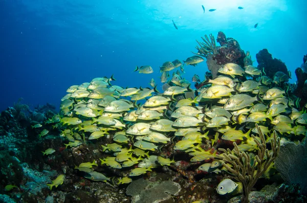 Grognements et vivaneaux mer des Caraïbes — Photo