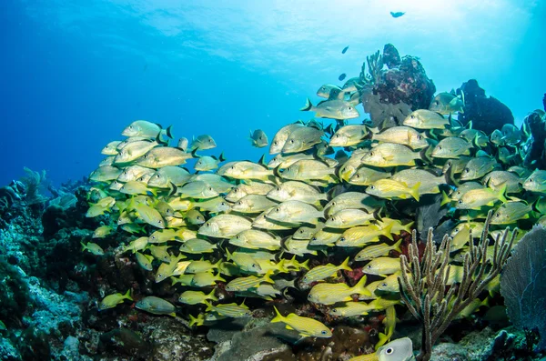 Grunts and snapper caribbean sea — Stock Photo, Image