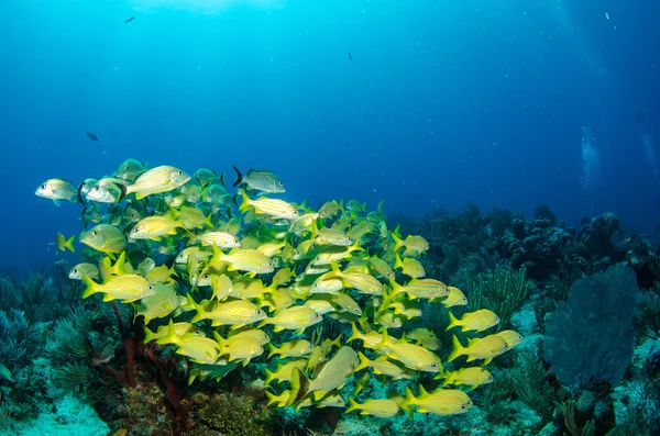 Grunhidos e rebentos do mar do caribe — Fotografia de Stock
