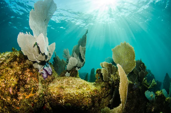 Gorgoniano delle barriere coralline caraibiche — Foto Stock