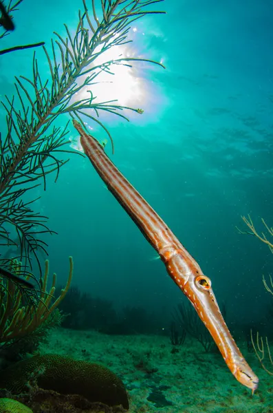 Caribbean trumpetfish — Stock Photo, Image