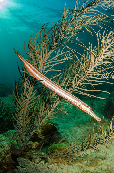 Caribbean trumpetfish — Stock Photo, Image