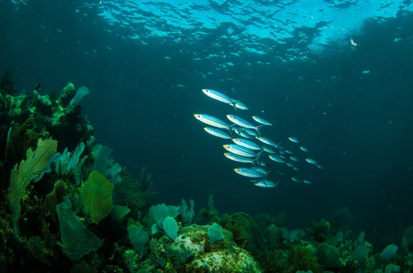 Mexické barracuda — Stock fotografie