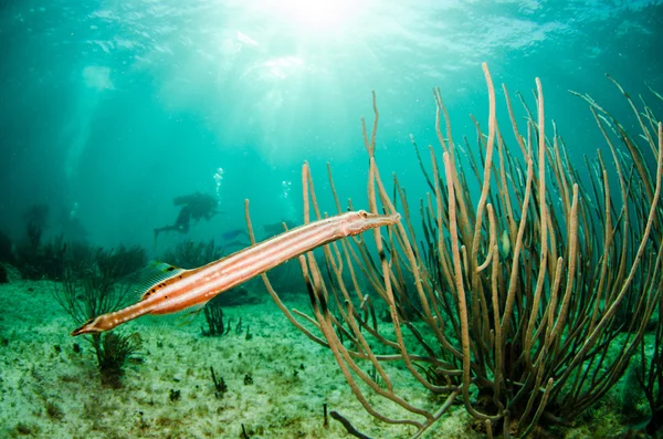 Caribbean trumpetfish — Stock Photo, Image