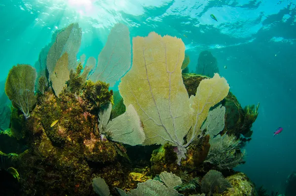 Gorgoniano de recifes de caribe — Fotografia de Stock