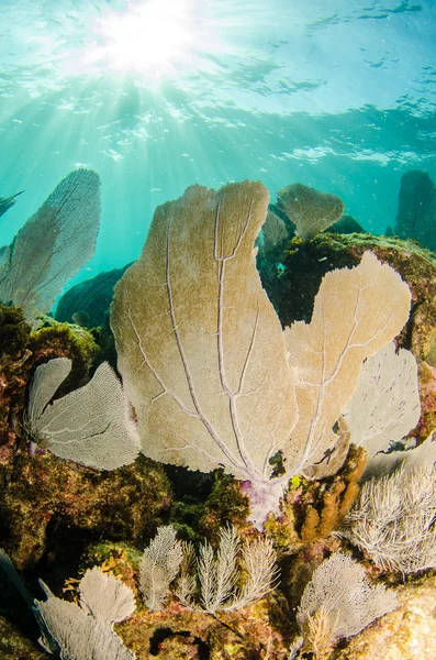柳珊瑚从加勒比海珊瑚礁 — 图库照片