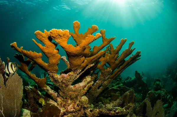 Arrecife de coral del Caribe . —  Fotos de Stock