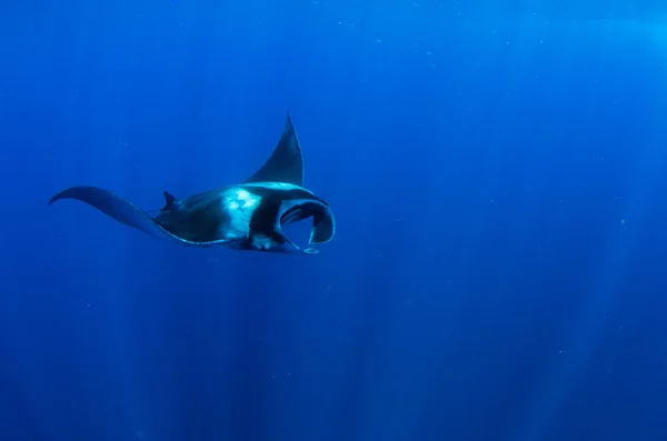 Stingray — Stock Photo, Image