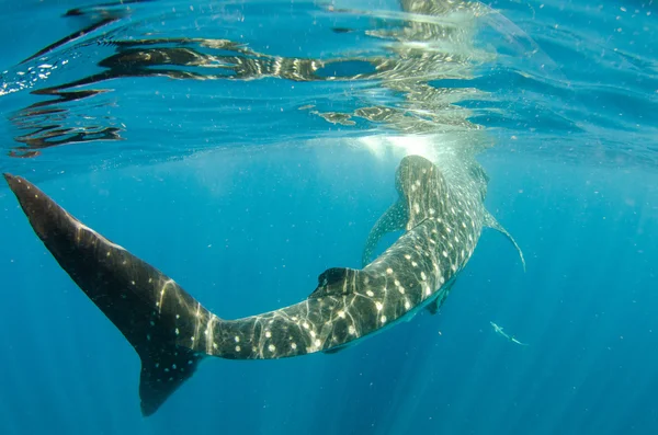 Whale Shark — Stock Photo, Image