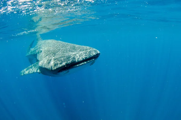 Tiburón ballena — Foto de Stock