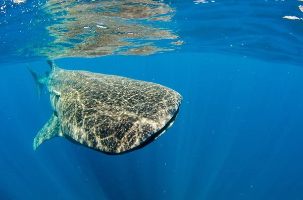 Китова акула — стокове фото