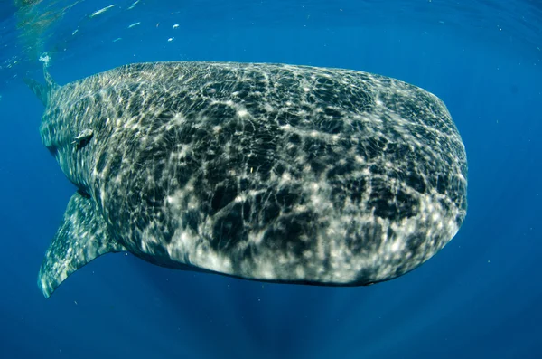 고래상어 — 스톡 사진