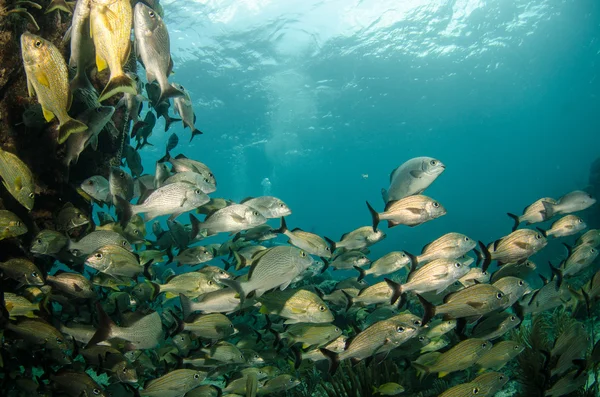 Gruñidos caribeños y pargo — Foto de Stock