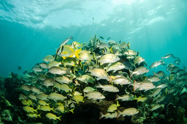 Karibiska grymtningar och snapper — Stockfoto