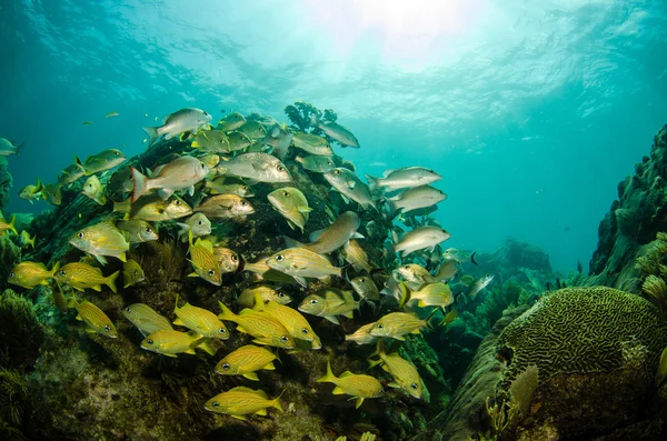 Gruñidos caribeños y pargo —  Fotos de Stock