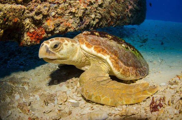 Caretta sköldpaddan — Stockfoto