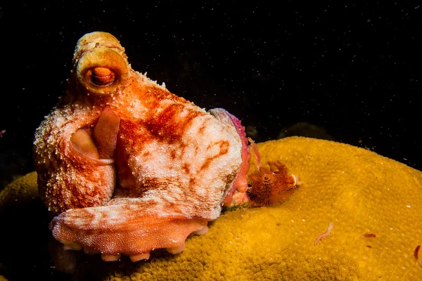 Reef octopus — Stock Photo, Image