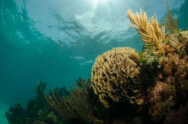 Caribbean coral reefs — Stock Photo, Image