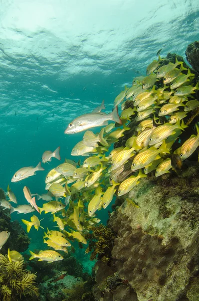 Grunts and snappers — Stock Photo, Image