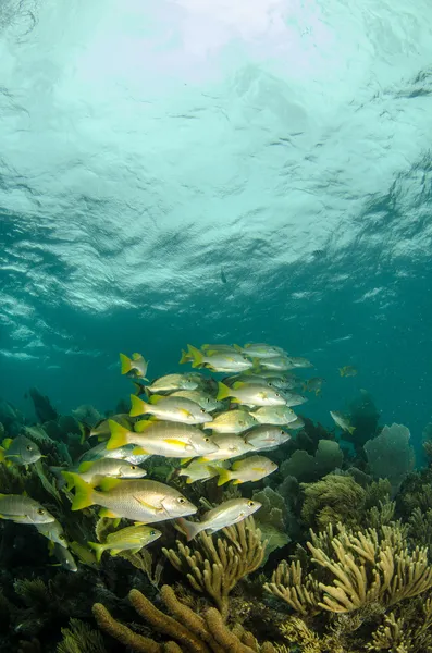 Grymtningar och snappers — Stockfoto