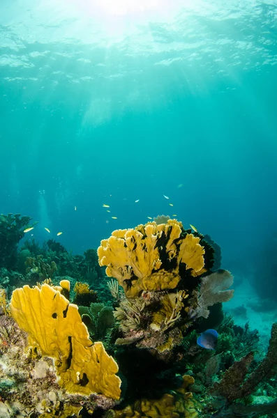 カリブ海の珊瑚礁 — ストック写真