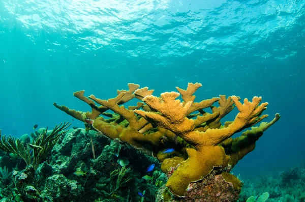 Arrecifes de coral del Caribe — Foto de Stock