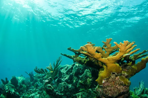 カリブ海の珊瑚礁 — ストック写真