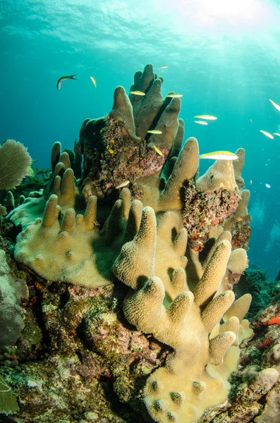 Barriere coralline caraibiche — Foto Stock