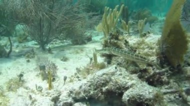 Trumpetfish