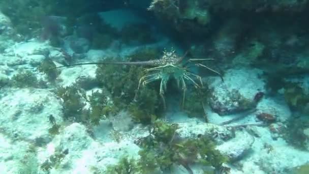 Caribbean spiny lobster — Stock Video