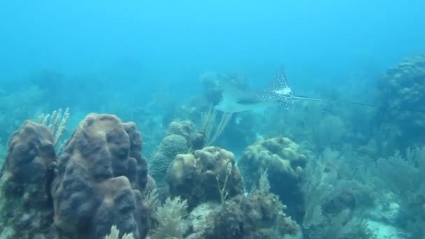 Benekli eagle ray — Stok video