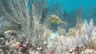 Cowfish