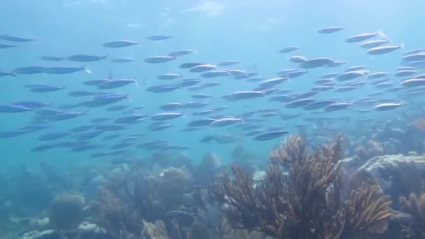 Karibským korálovým scenics s rybami — Stock video