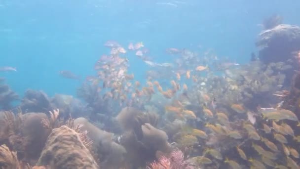 Csattogóhalak és morgást — Stock videók