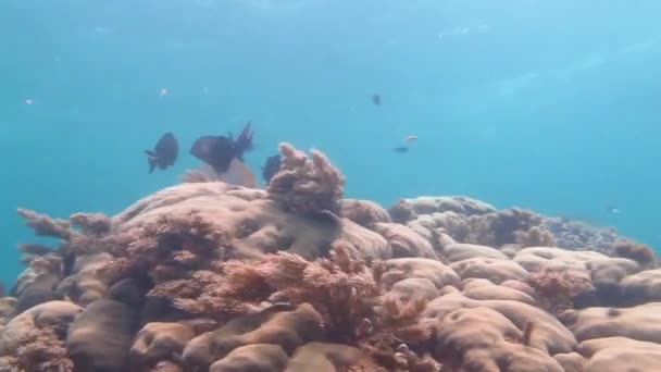 Arrecife de coral poco profundo — Vídeo de stock