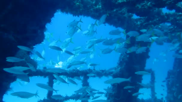 Naufrage dans la mer des Caraïbes . — Video