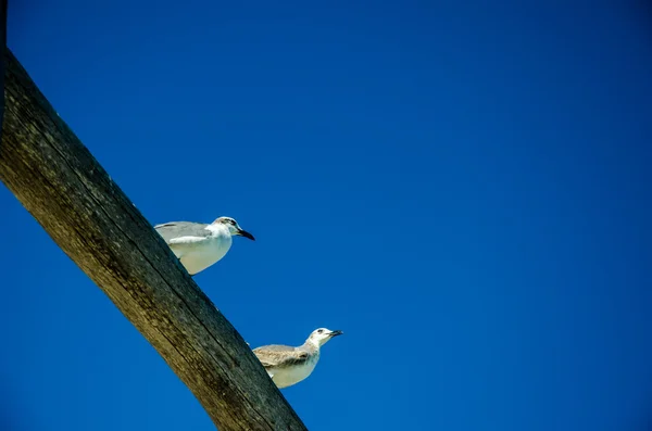 Seagull on branch — Stock Photo, Image