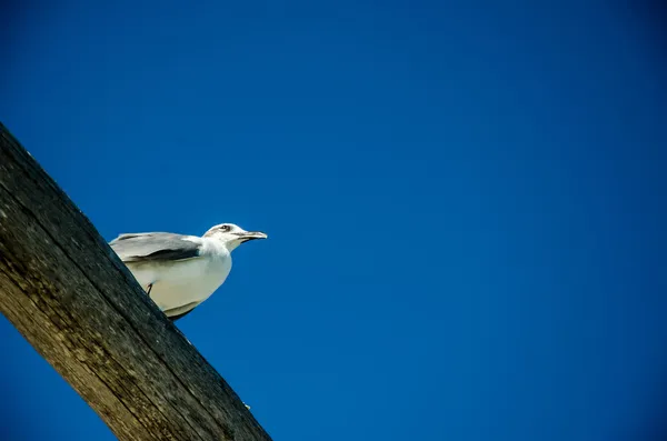 Seagull on branch — Stock Photo, Image