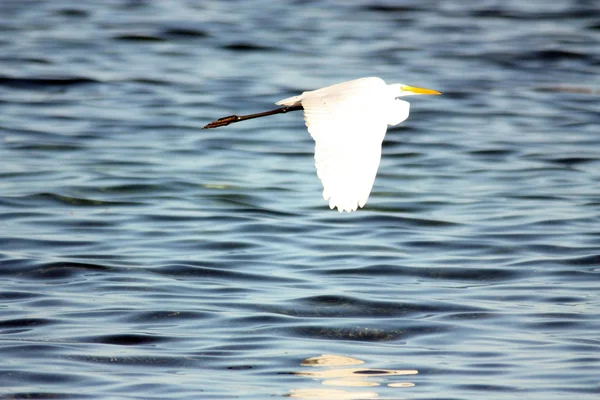 White heron. — Stock Photo, Image