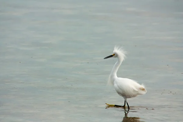 Héron, aigrette — Photo