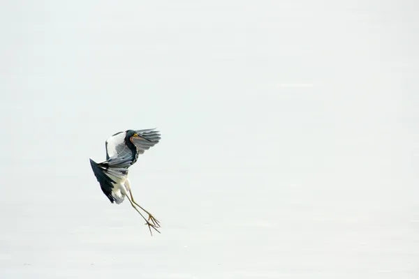 Heron, egret — Stock Photo, Image