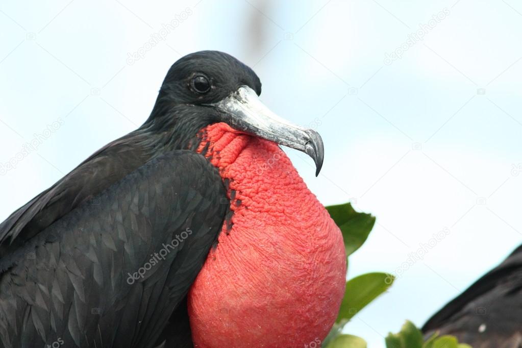 Frigatebird