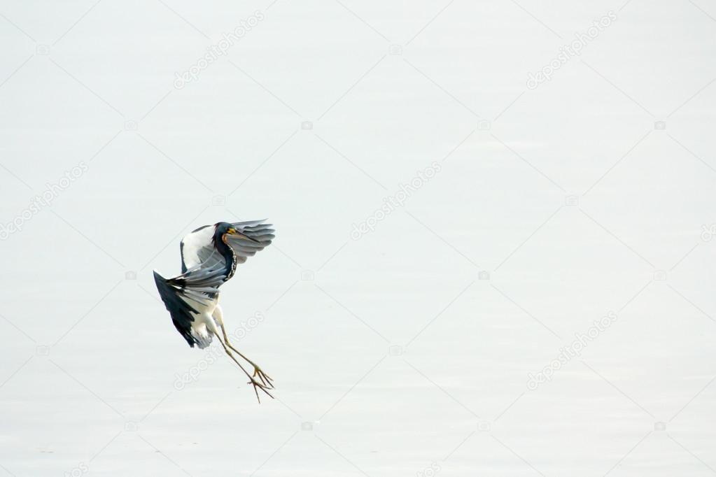 Heron, egret