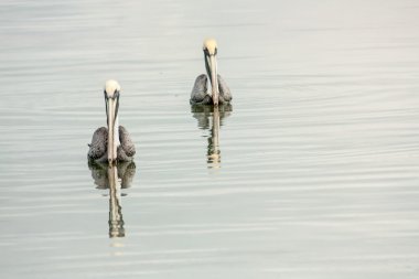 Pelicans clipart