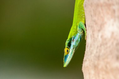 Hindistan cevizi ağacına Anolis
