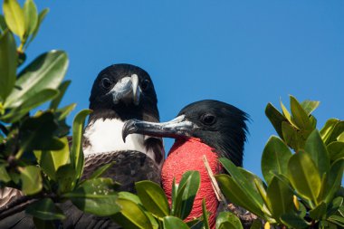 Frigatebird