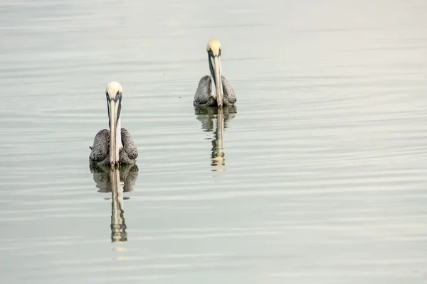 Pelikanlar — Stok fotoğraf