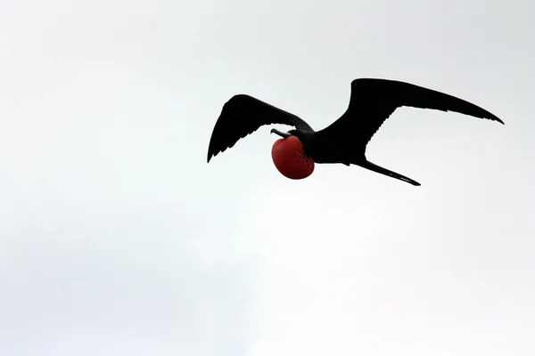 Fregatebird — Foto Stock