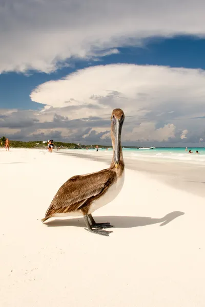 Brown pelican — Stock Photo, Image